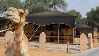 1000 Nights Camp