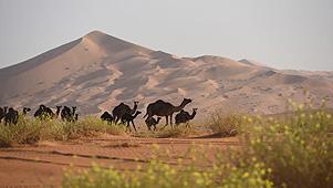 Souly Lodge Rub al-Khali